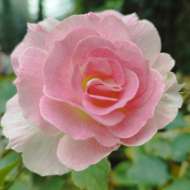 Ý! Nghe trong gió có tiếng của aiiiiii