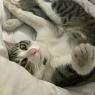 Reett ฅ⁠^⁠•⁠ﻌ⁠•⁠^⁠ฅ