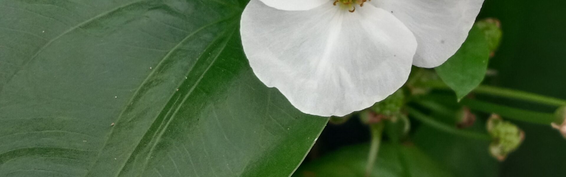 Có một con cá tên Ngọc Ngư