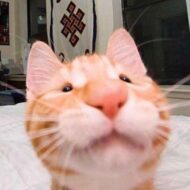 diepvominhthu@gmail.com